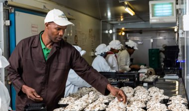 Ticari bir mantar çiftliği ve paketleme tesisi içinde 