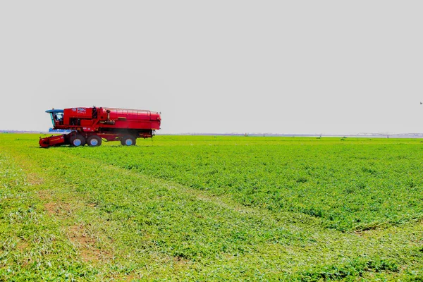 商业豌豆农业与联合收割机 — 图库照片
