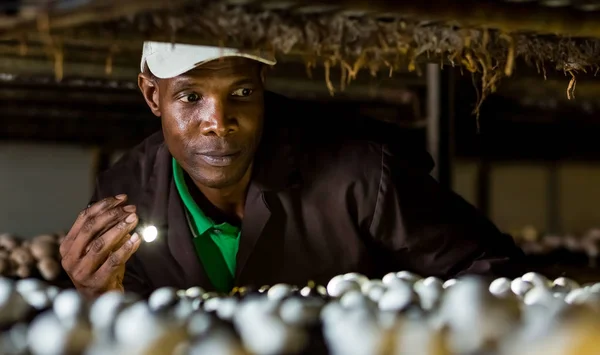 À l'intérieur d'une ferme commerciale de champignons et d'une installation d'emballage — Photo