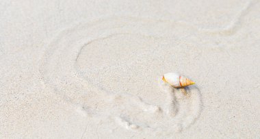 Küçük Deniz Salyangoz plaj kum üzerinde bir iz yapma