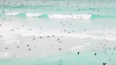 Cape Town Güney Afrika Atlantik Seaboard kapalı dalgalar balık için uçan ve dalış Çeşitli Deniz Kuşları
