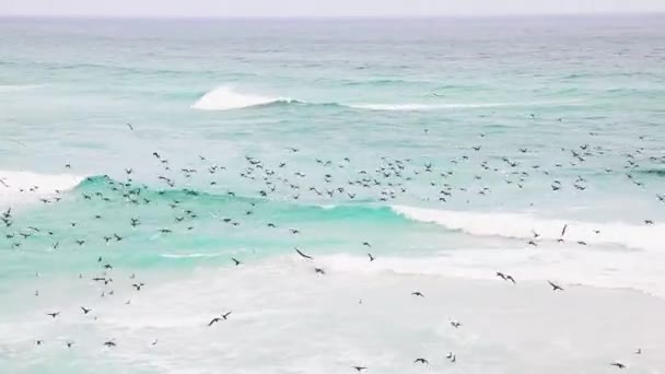 Olika Sjöfåglar Flyger Och Dykning För Fisk Vågorna Utanför Atlantkusten — Stockvideo