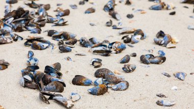 Empty Mussel shells washed up on a beach on the Western seaboard clipart