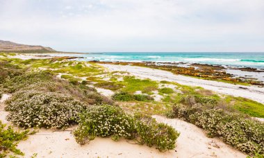 Cape Town 'da bir sahilde Fynbos' un çiçekleri