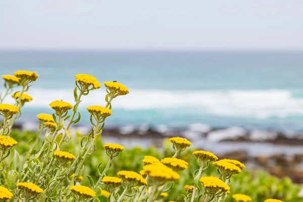 Κίτρινη παράκτια Fynbos λουλούδια σε μια παραλία στο Κέιπ Τάουν — Φωτογραφία Αρχείου