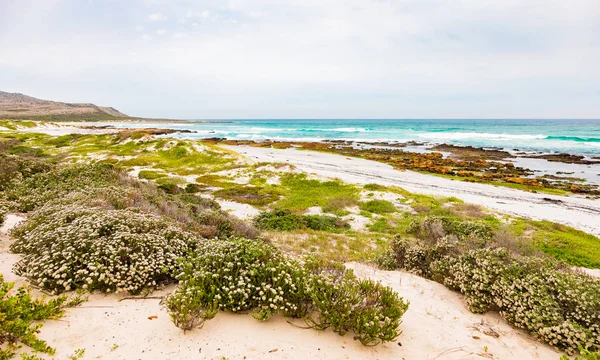 Littoral Fynbos fleurs sur une plage au Cap — Photo