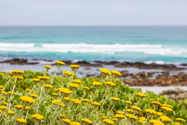 Κίτρινη παράκτια Fynbos λουλούδια σε μια παραλία στο Κέιπ Τάουν — Φωτογραφία Αρχείου