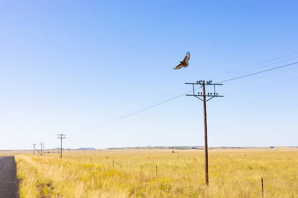 Raptor sobrevolando líneas eléctricas en zona rural de pastizales o — Foto de Stock