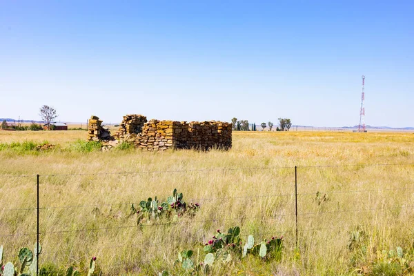 Prickly Pear Cactus groeien aan de zijkant van de snelweg op het platteland — Stockfoto