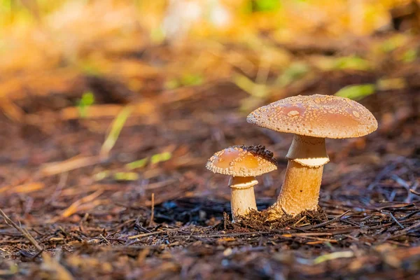 Cogumelos de close-up em uma plantação de pinhal na floresta Tokai C — Fotografia de Stock