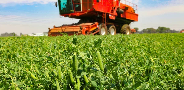 Joanesburgo África Sul Outubro 2010 Cultivação Comercial Ervilhas Com Colheitadeira — Fotografia de Stock