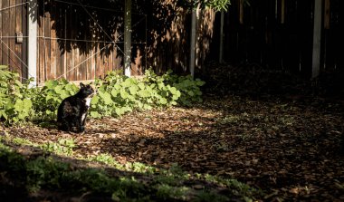 Siyah ve Kızıl Kaplumbağa Kabuklu Kedi güneşli bir sabahta bahçede oturuyor