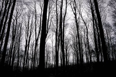 Kış boyunca bir İngiliz ormanında ağaçların ve dalların silueti