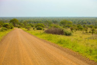 Güney Afrika Oyun Alanı 'ndaki toprak yol ve ağaçlar manzarası