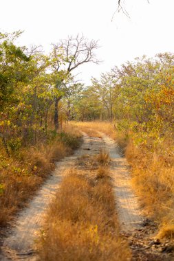 Güney Afrika Oyun Alanı 'ndaki toprak yol ve ağaçlar manzarası