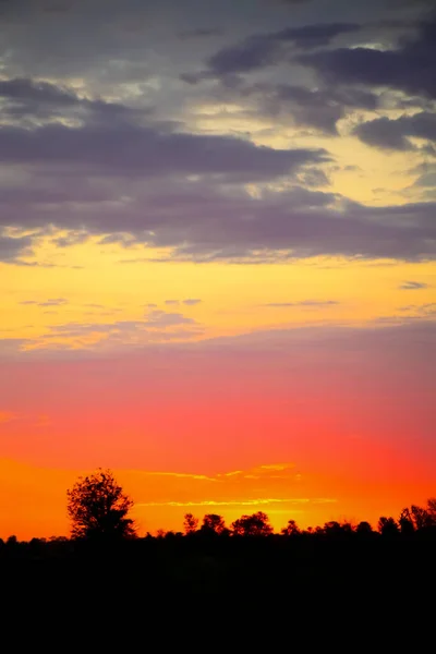 Silhouetted Bomen Bij Zonsondergang Een Zuid Afrikaanse Wildernis Reservaat — Stockfoto