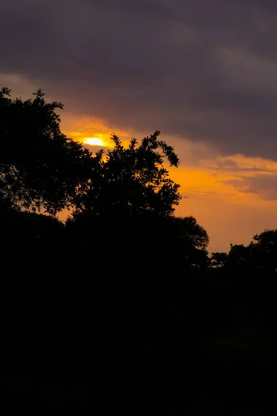 Silhouetted Bomen Bij Zonsondergang Een Zuid Afrikaanse Wildernis Reservaat — Stockfoto