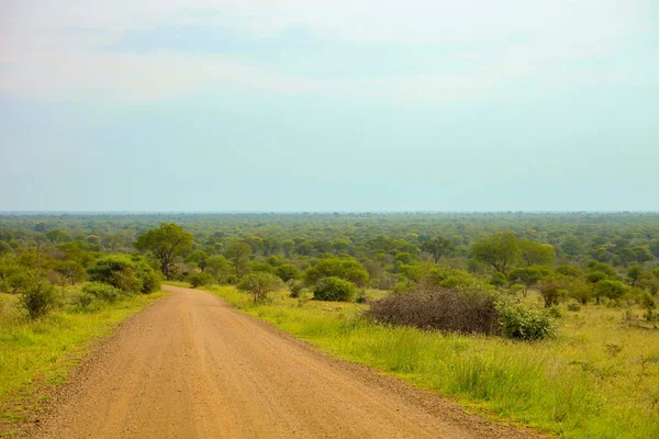 Estrada Terra Paisagens Árvores Reserva Caça Sul Africana — Fotografia de Stock