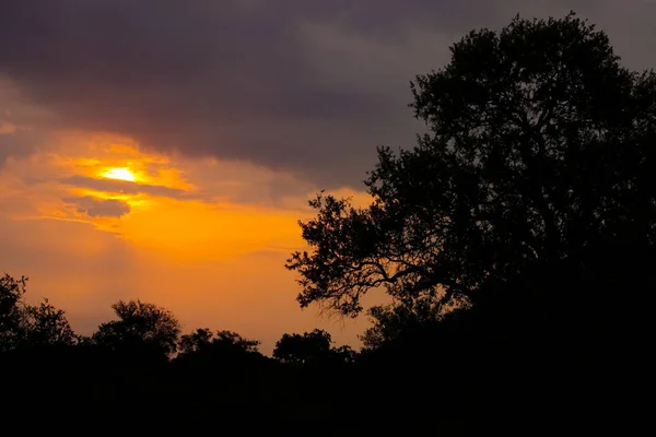 Silhouetted Bomen Bij Zonsondergang Een Zuid Afrikaanse Wildernis Reservaat — Stockfoto