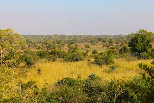 Pastizales Arbustos Sabana Africana Reserva Caza Sudáfrica — Foto de Stock