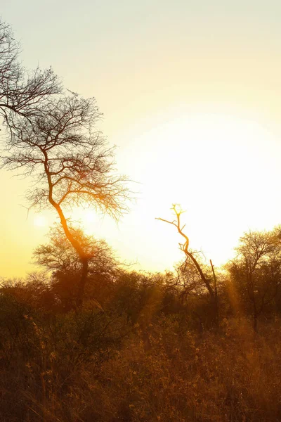 Силуэты Деревьев Закате Южноафриканском Заповеднике — стоковое фото
