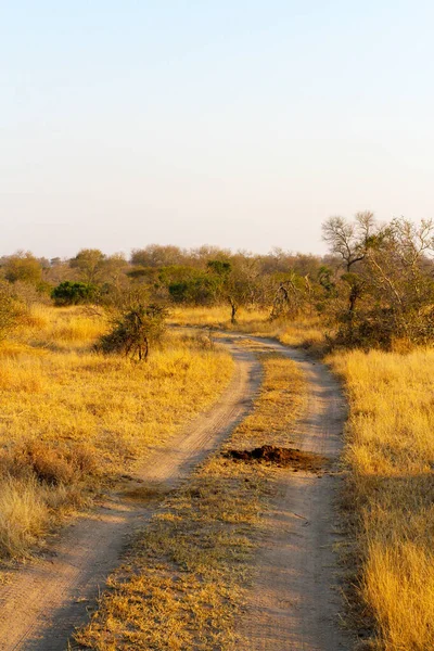 南非野生动物保护区的泥泞道路和树木景观 — 图库照片