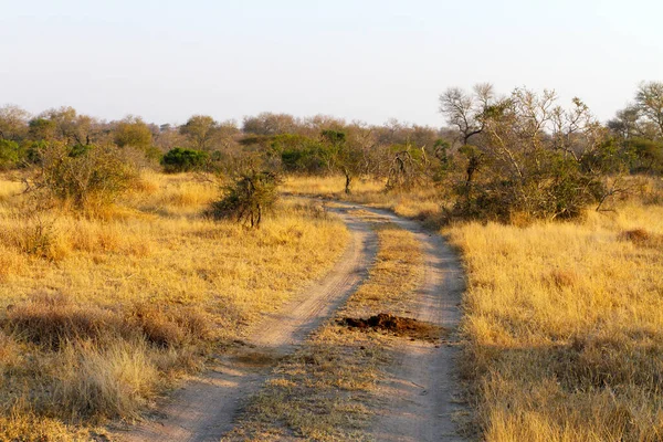 南非野生动物保护区的泥泞道路和树木景观 — 图库照片