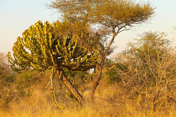 南非干旱野生动物保护区的仙人掌肉质和树木 — 图库照片