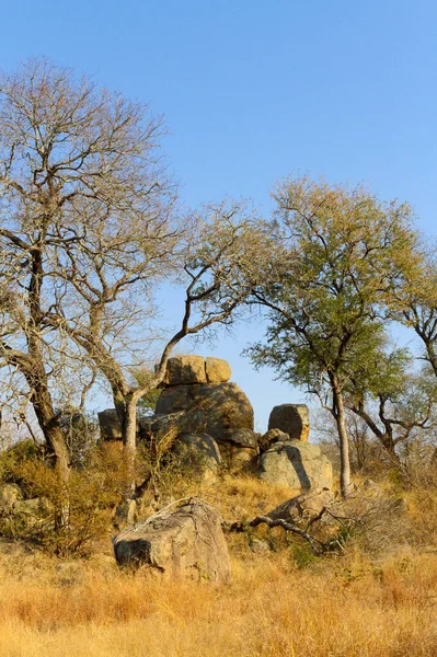 南非野生动物保护区内的非洲草原和灌木 — 图库照片