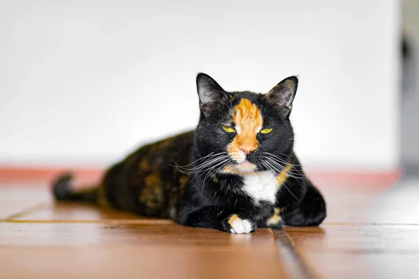 Krásná Calico Želva Tabby Kočka Ležící Balkóně Dívá Přímo Kameru — Stock fotografie