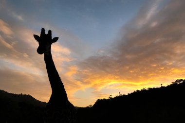 Gün batımında Güney Afrika 'daki bir doğal yaşam rezervinde siluetli bir Afrika zürafasının yakın görüntüsü.