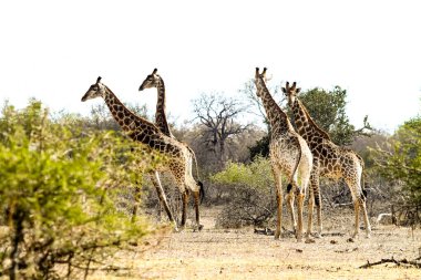 Afrika Zürafası 'nın Güney Afrika' daki doğal yaşam rezervine uzak mesafeden bakışı 