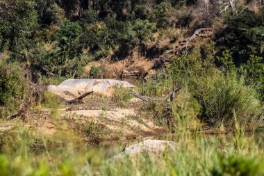 Büyük bir Afrika Nil Timsahı 'nın şehirlerarası görüntüsü bir nehrin yanında kamufle olmuş ve güneşleniyordu.