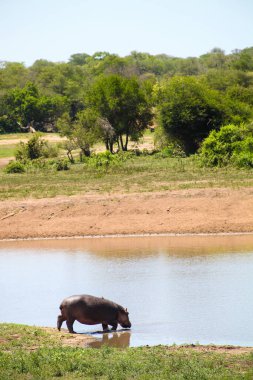 Güney Afrika 'da bir doğal yaşam rezervinin yanındaki nehrin yanındaki büyük bir Afrika su aygırının şehirlerarası görüntüsü