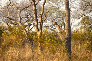Afrika Zürafası 'nın Güney Afrika' daki doğal yaşam rezervine uzak mesafeden bakışı 