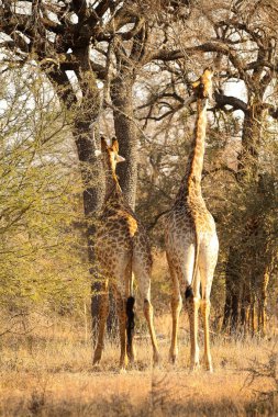Afrika zürafasının Güney Afrika 'da bir doğal yaşam rezervindeki bir ağaca baktığı görüntüyü yakından takip edin. 