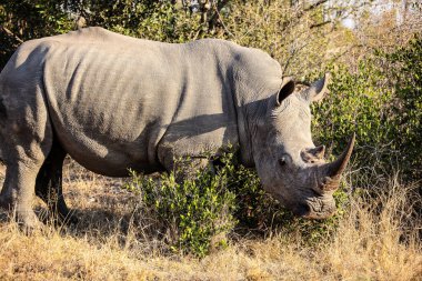 Güney Afrika 'da Büyük Afrika Beyaz Gergedanı