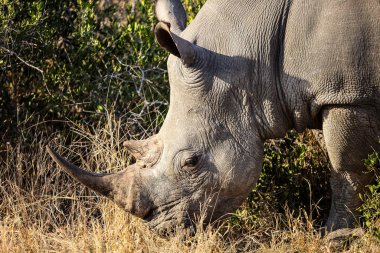 Güney Afrika 'da Büyük Afrika Beyaz Gergedanı