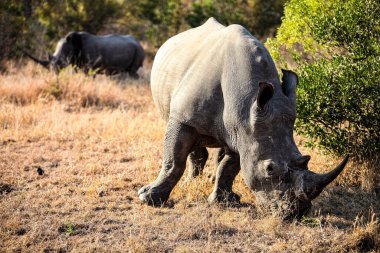 Genç Afrikalı Afrikalı Beyaz Gergedan Güney Afrika oyun parkında