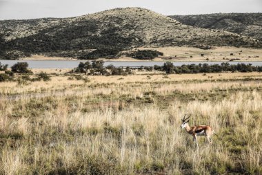 Afrika Springbok Antilobu, Güney Afrika 'da bir doğal yaşam rezervinde kuru çimlerde.