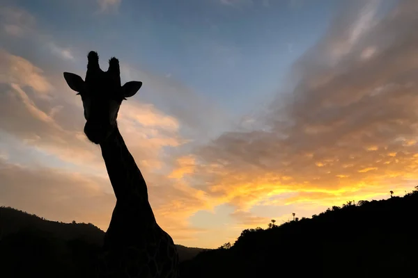 Вид Силуэт Большого Африканского Жирафа Южноафриканском Заповеднике Закате — стоковое фото
