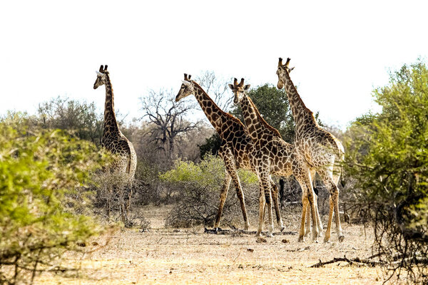 Long distance view of African Giraffe in a South African wildlife reserve