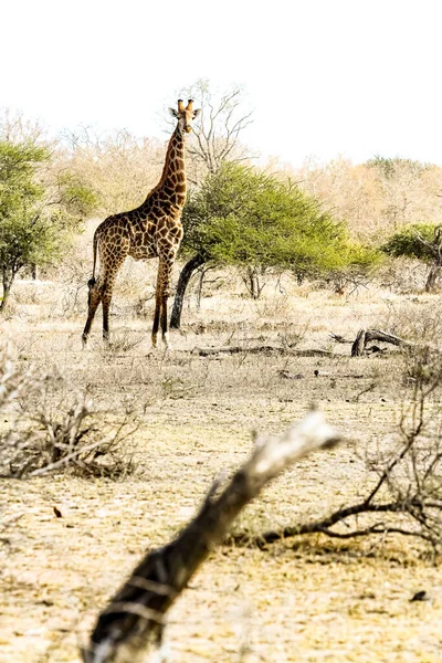 Vista Larga Distancia Jirafa Africana Una Reserva Vida Silvestre Sudafricana — Foto de Stock
