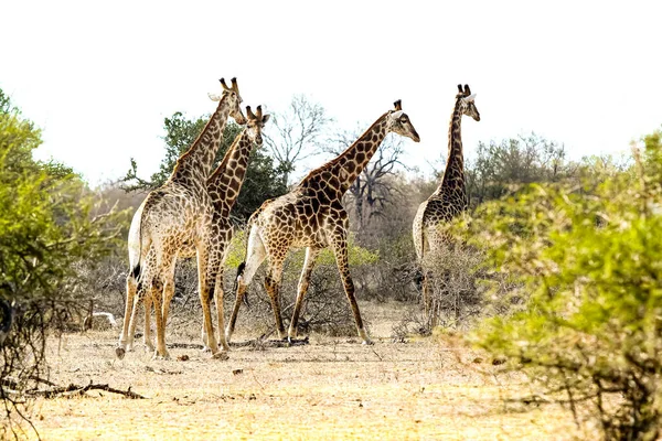 Dlouhý Pohled Africké Žirafy Jihoafrické Rezervaci Volně Žijících Živočichů — Stock fotografie