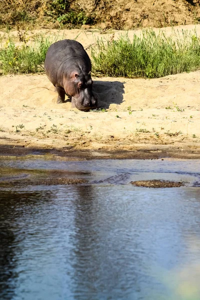 Dalekobieżny Widok Dużego Afrykańskiego Hipopotama Obok Rzeki Rezerwacie Przyrody Rpa — Zdjęcie stockowe