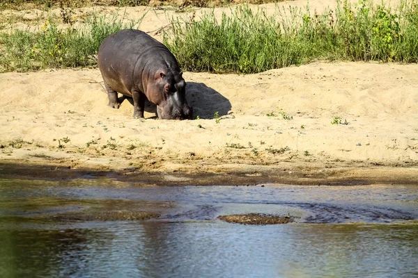 Vue Longue Distance Grand Hippopotame Africain Près Une Rivière Dans — Photo