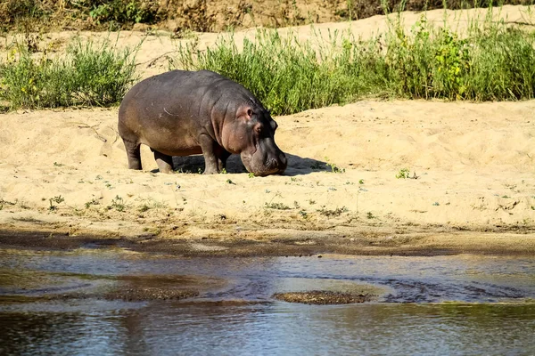 Hosszú Távú Kilátás Egy Nagy Afrikai Hippopotamus Mellett Folyó Egy — Stock Fotó