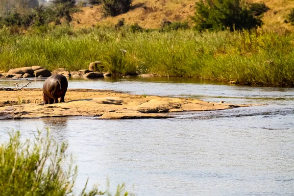 Hosszú Távú Kilátás Egy Nagy Afrikai Hippopotamus Mellett Folyó Egy — Stock Fotó