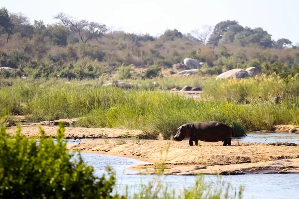 long distance view of a large African Hippopotamus next to a river in a South African wildlife reserve