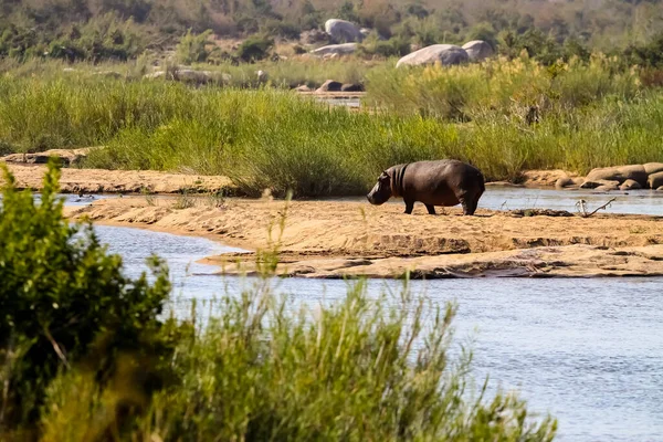 Vista Longa Distância Grande Hipopótamo Africano Lado Rio Uma Reserva — Fotografia de Stock